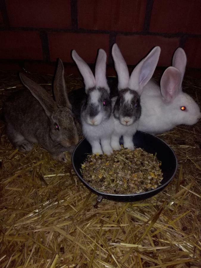 Poezelhoekvallei Appartement Zonnebeke Bagian luar foto